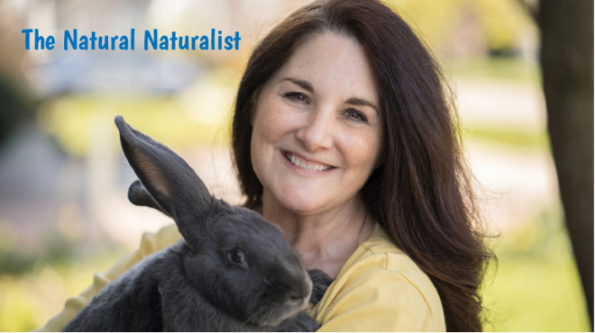 Photograph of a brunette woman holding a large gray rabbit. Text reads The Natural Naturalist