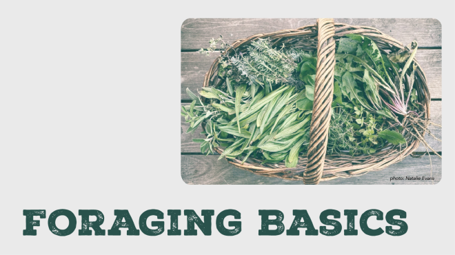 Text Reads "Foraging Basics" image of a basket full of green plants. 