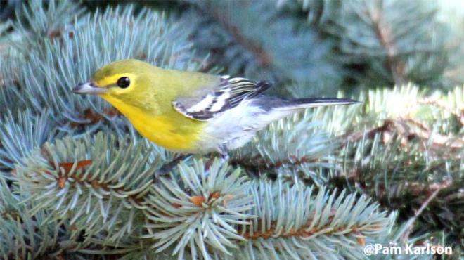 A photograph of a small yellow bird on pine branches. 