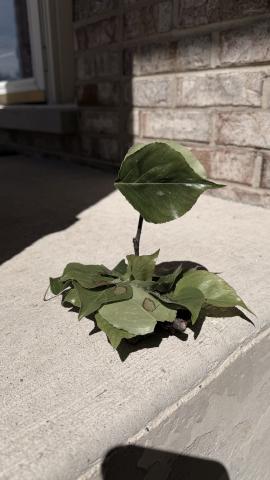 Found art assemblage using materials found outdoors. Art by Zavian Singh